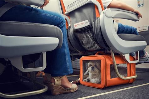 latam travel with pets